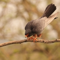 Kobczyk zwyczajny - Falco vespertinus - Red-footed Falcon