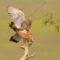 Pustułka zwyczajna - Falco tinnunculus - Common Kestrel