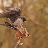Kobczyk zwyczajny - Falco vespertinus - Red-footed Falcon