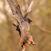 Kobczyk zwyczajny - Falco vespertinus - Red-footed Falcon