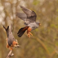 Kobczyk zwyczajny - Falco vespertinus - Red-footed Falcon