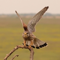 Pustułka zwyczajna - Falco tinnunculus - Common Kestrel