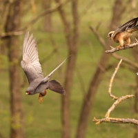 Kobczyk zwyczajny - Falco vespertinus - Red-footed Falcon