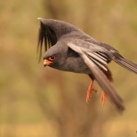 Kobczyk zwyczajny - Falco vespertinus - Red-footed Falcon