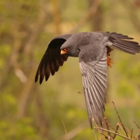 Kobczyk zwyczajny - Falco vespertinus - Red-footed Falcon