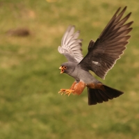 Kobczyk zwyczajny - Falco vespertinus - Red-footed Falcon