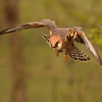 Kobczyk zwyczajny - Falco vespertinus - Red-footed Falcon