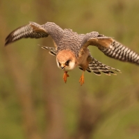 Kobczyk zwyczajny - Falco vespertinus - Red-footed Falcon