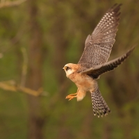 Kobczyk zwyczajny - Falco vespertinus - Red-footed Falcon