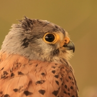 Pustułka zwyczajna - Falco tinnunculus - Common Kestrel