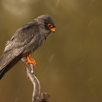 Kobczyk zwyczajny - Falco vespertinus - Red-footed Falcon