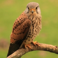 Pustułka zwyczajna - Falco tinnunculus - Common Kestrel