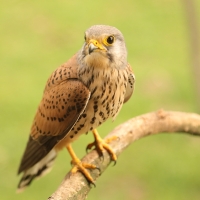 Pustułka zwyczajna - Falco tinnunculus - Common Kestrel