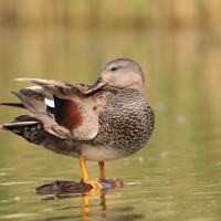 Krakwa - Mareca strepera - Gadwall