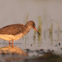 Krwawodziób - Tringa totanus - Common Redshank