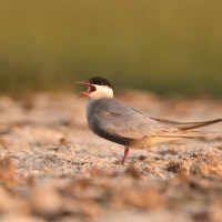 Rybitwa białowąsa - Chlidonias hybrida - Whiskered Tern