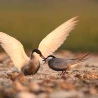 Rybitwa białowąsa - Chlidonias hybrida - Whiskered Tern