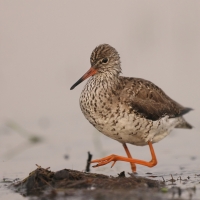 Krwawodziób - Tringa totanus - Common Redshank