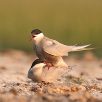 Rybitwa białowąsa - Chlidonias hybrida - Whiskered Tern