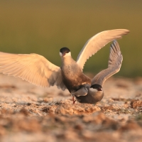 Rybitwa białowąsa - Chlidonias hybrida - Whiskered Tern