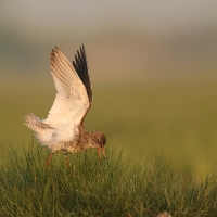 Krwawodziób - Tringa totanus - Common Redshank