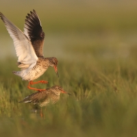 Krwawodziób - Tringa totanus - Common Redshank