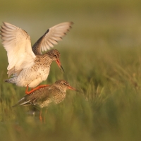 Krwawodziób - Tringa totanus - Common Redshank