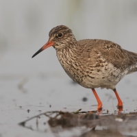 Krwawodziób - Tringa totanus - Common Redshank