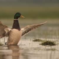 Krzyżówka - Anas platyrhynchos - Mallard