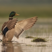 Krzyżówka - Anas platyrhynchos - Mallard
