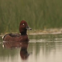 Podgorzałka - Aythya nyroca - Ferruginous Pochard