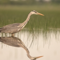 Czapla siwa - Ardea cinerea -Grey Heron