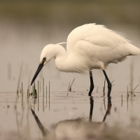 Czapla nadobna - Egretta garzetta - Little Egret