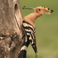 Dudek - Upupa epops - Common Hoopoe