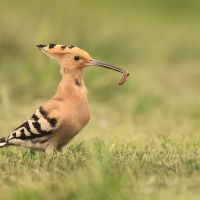 Dudek - Upupa epops - Common Hoopoe