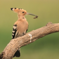 Dudek - Upupa epops - Common Hoopoe