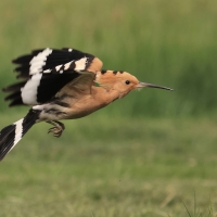 Dudek - Upupa epops - Common Hoopoe