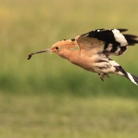 Dudek - Upupa epops - Common Hoopoe
