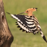 Dudek - Upupa epops - Common Hoopoe