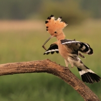 Dudek - Upupa epops - Common Hoopoe