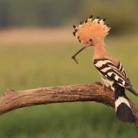 Dudek - Upupa epops - Common Hoopoe