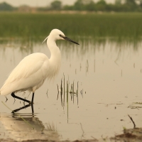 Czapla nadobna - Egretta garzetta - Little Egret