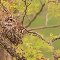 Pójdźka - Athene noctua - Little Owl