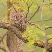 Pójdźka - Athene noctua - Little Owl