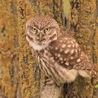 Pójdźka - Athene noctua - Little Owl