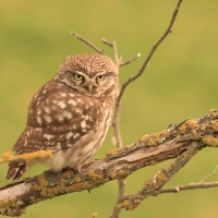 Pójdźka - Athene noctua - Little Owl