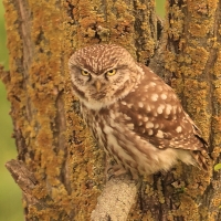 Pójdźka - Athene noctua - Little Owl