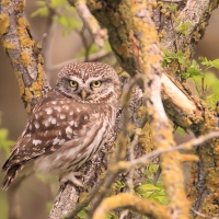 Pójdźka - Athene noctua - Little Owl