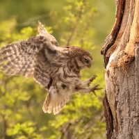 Pójdźka - Athene noctua - Little Owl
