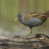 Zielonka - Zapornia parva - Little Crake